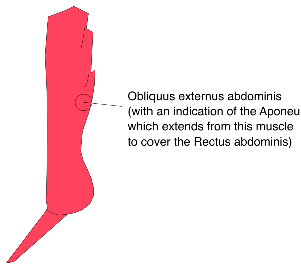 The image shows a diagram of human anatomy with labels indicating different parts such as "abdomen" which is highlighted in red color.