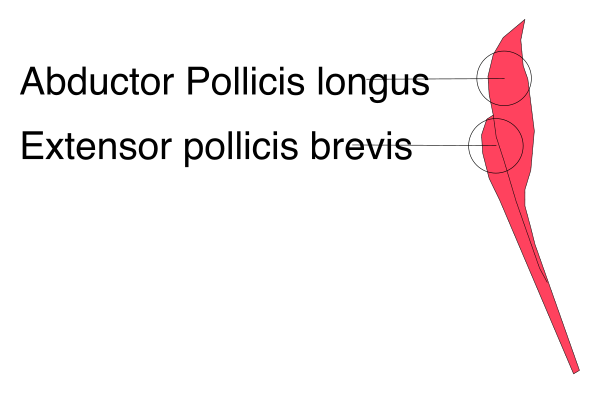 The image shows a red bird with an extended wing flying over text that reads "ABDUCTOR POLICITUS" in bold black letters on top of another line of smaller white text which says "EXTENSOR POLÍCIS BREVES."
