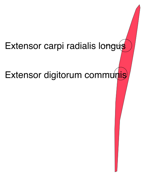 The image shows a red arrow pointing to three different words: "EXTENSOR," "CARPI RADIUS LONGA" (long radius), and "DISTRIBUTUM COMMUNIS."