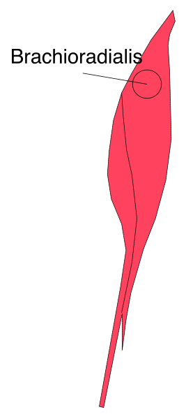 The image shows a red arrow pointing to an area labeled "brachioadialis" on what appears to be a medical diagram of human muscles in black against white backgrounds with different shades indicating muscle groups, set within two vertical stripes that resemble dividers or borders.