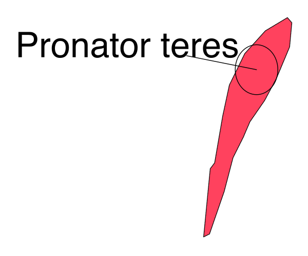 The image shows a red arrow pointing to an object labeled "PONATORES" on what appears to be a map of Italy with various regions highlighted in different shades of pink.