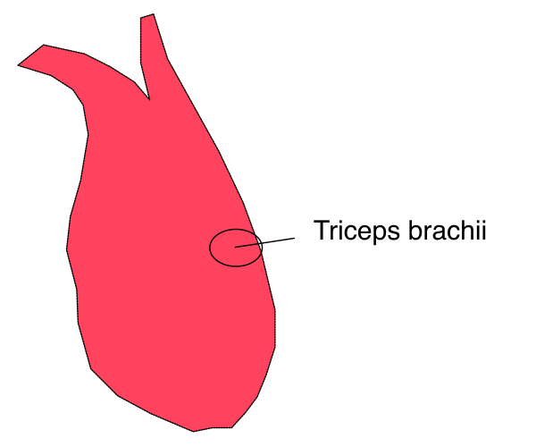 The image shows a red heart with an arrow pointing to it labeled "tripeps brachi" indicating that this is where tripeps muscles in the human body originate from.
