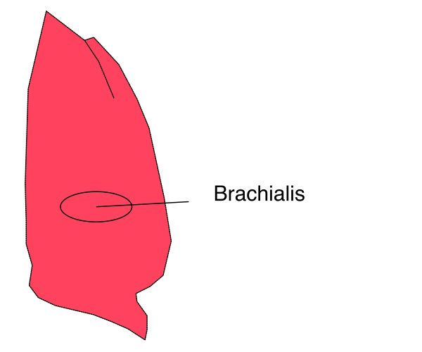 The image shows a red maple leaf with an arrow pointing to it labeled "brachialis."