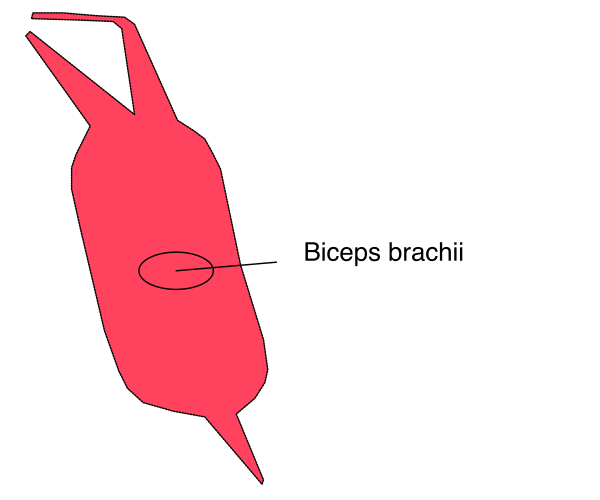 The image shows a red object labeled "biceps brachi" with an arrow pointing to it from above.