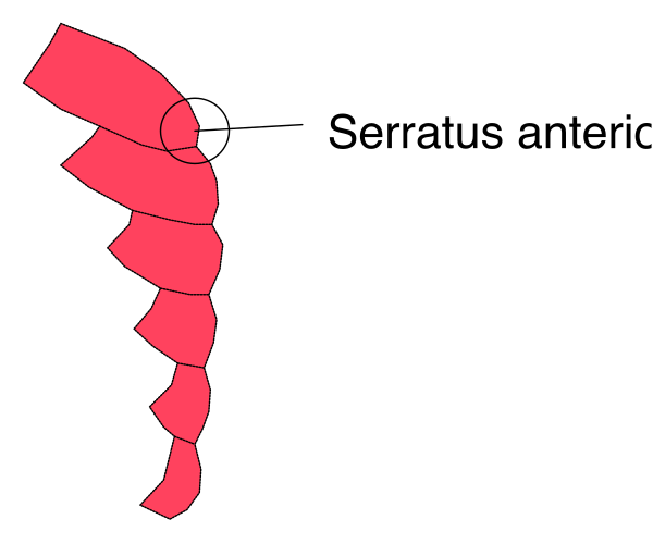 The image shows a red ribbon with text on it that reads "Serenus Anterior."