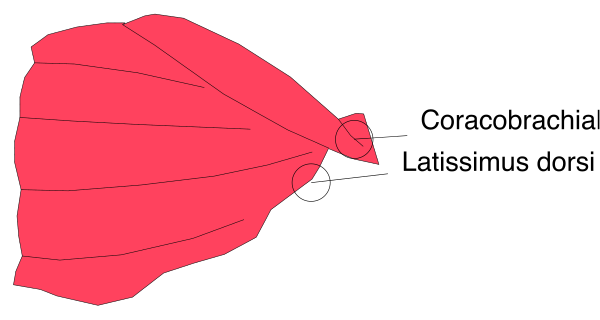 The image shows a red leaf with text on it that reads "CORACCOBACHIATISMUS DORSUM" in white letters against a black background at one end of an arrow pointing to another object labeled as "LASITSIMIVS DOSSI."