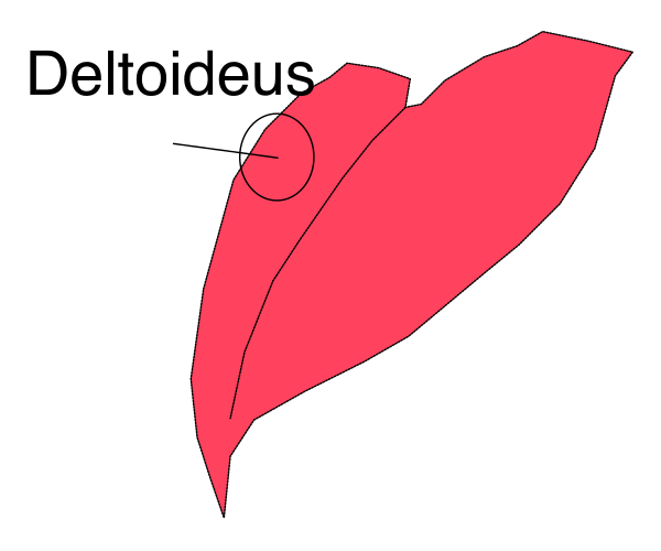 The image shows a red leaf with an arrow pointing to it on top of what appears to be a white background.
