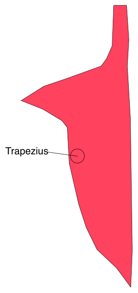 The image shows a map with an overlaid red arrow pointing to "Trapezius," indicating that this is where Trapezius is located on the map.