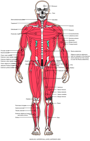 The image shows a detailed anatomical illustration of human muscular structure with labels indicating different muscles and bones on a man's torso against a white background.