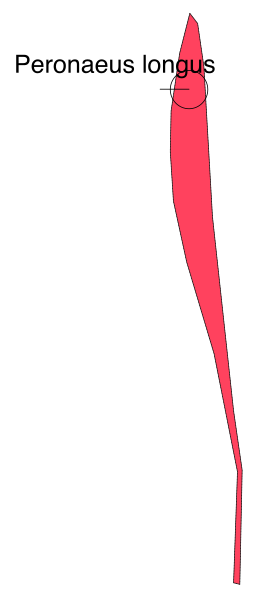 The image shows a red curved line with an arrow pointing to it on what appears to be a white background.