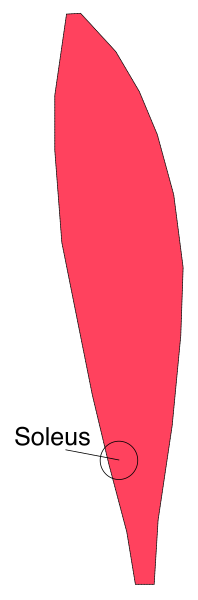 The image shows a red object with two black lines on it against a white background.