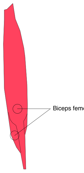 The image shows a red barbell with weights on either side of it against a white background; there is text that reads "biceps fem."