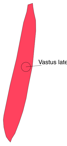 The image shows a red arrow pointing to an object labeled "Vasus latex" on what appears to be a whiteboard with grid lines in gray tones against a darker background.
