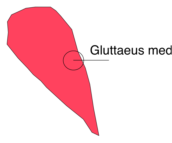 The image shows a red map with an area labeled "gluttaeus medius" highlighted by a dashed line in white text on top of it.