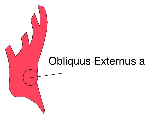 The image shows a red maple leaf with an arrow pointing to it from above labeled "Obvious Extremus."