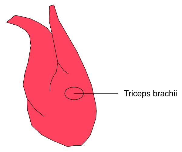 The image shows a red heart with an arrow pointing to it labeled "triceps brachi" indicating that this is where tricep muscles originate from in human anatomy.