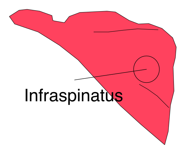 The image shows a red map of Italy with text that reads "infraestitus" on it.