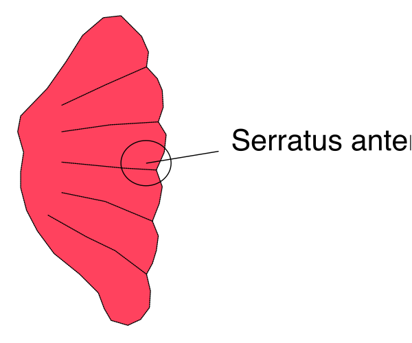 The image shows a red leaf with text labeling it as "Serratus" on top of an illustration that appears to be a map or diagrammatic representation of something in black ink against a white background, possibly indicating geographical locations such as Serra do Mar and Sertão Atlântico.