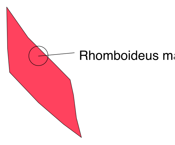 The image shows a map with annotations pointing to different locations labeled "rhomboideu m" at two points on it.