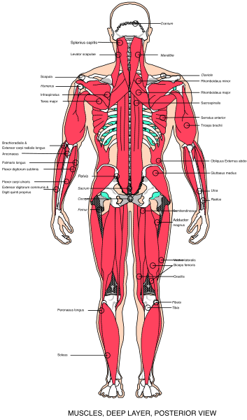 The poster shows a detailed anatomical illustration of human muscles with labels indicating their names on each muscle group.