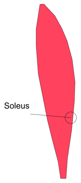 The image shows a red object with an irregular shape that resembles a fish tail on top of another similar-shaped object in front of it against a gray background; there is also text atop one end of this second, smaller object reading "Soleus."