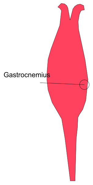 The image shows a red stylized representation of an animal with two horns on its head labeled "grocenius," positioned in front of another object that is described as astrochemneus but appears to be just a simple, abstract shape without any discernible features or characteristics.