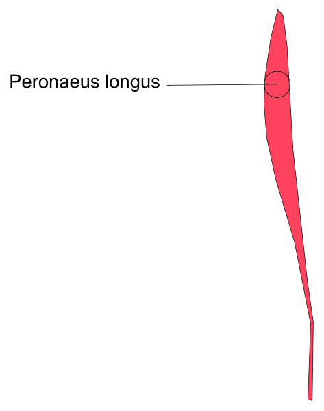 The image shows a red arrow pointing to an area labeled "Pelorus" on what appears to be a map of ancient Greece with various geographical features such as mountains and seas depicted in gray tones against a white background, indicating different regions like Peloponnese or Peros.