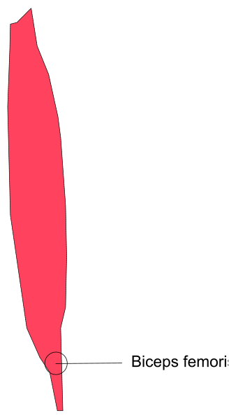 The image shows a diagram of human anatomy with labels indicating muscles such as "biceps" and bones like "femur."