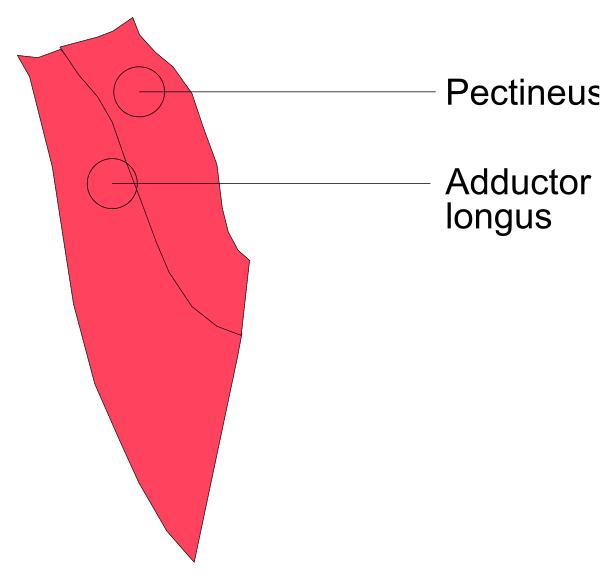 The image shows a red outline of an object labeled "Pecinus" with two smaller labels pointing to different parts: "Adductor Longus," which is part of the human body's muscular system, and another label that reads "Longus Colli."