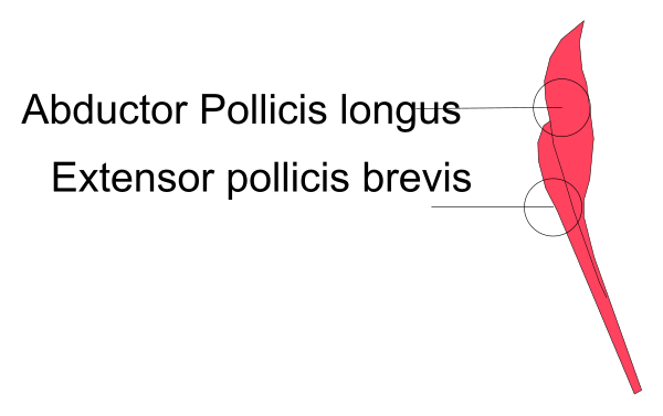 The image shows a red bird with an extended wing flying over some text that reads "Abductor Policis Longus Extensor Politicus Breviss".