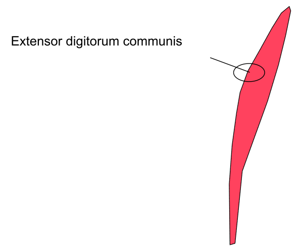 The image shows a graph with two lines representing different data sets: "EXTENSOR DIGITUM COMMUNIS" (extended common digit) in red and another line that is partially visible on the right side of the frame, which appears to be labeled as "Digitum".