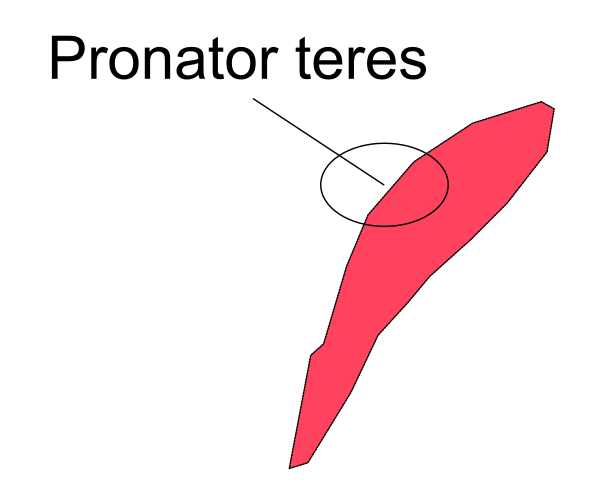 The image shows a red arrow pointing to an area labeled "promontore" on what appears to be a map of some sort with geographical features like coastlines and land masses depicted in white lines against a light background, indicating directions towards specific locations such as promontories or points of interest.