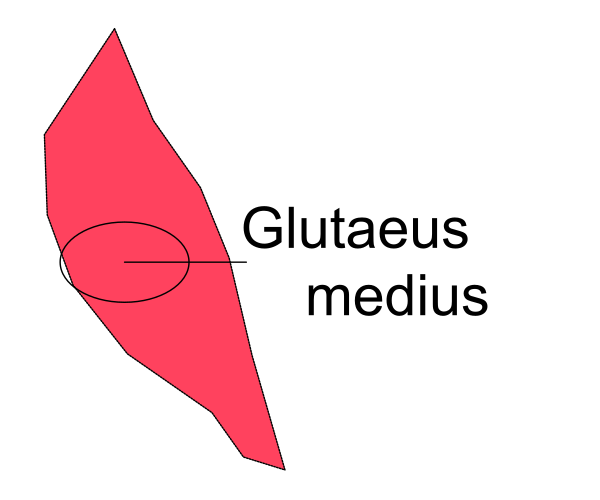 The image shows a red shape resembling an abstract map with various lines indicating different regions of interest within it; there is no text present in this clip-art representation.