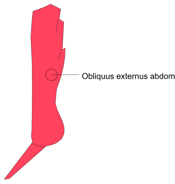 The image shows a red silhouette of an abdomen with labels pointing to different parts: "obelus externus" on one side indicating the external oblique muscle in human anatomy.