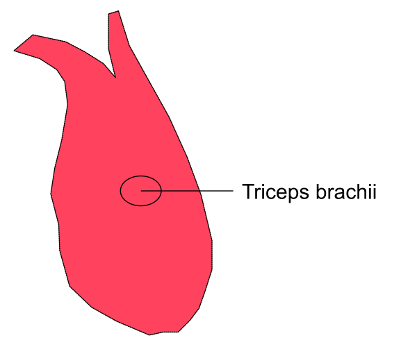 The image shows a diagram of anatomical structures with labels indicating muscles such as "triceps brachi" on what appears to be a human heart model in red against white background.
