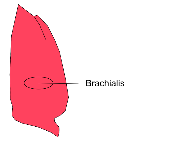 The image shows a red maple leaf with an arrow pointing to it labeled "brachialis."