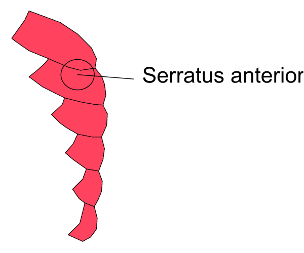 The image shows a diagram of an animal's skeleton with labels indicating different bones such as "seratus anterior".