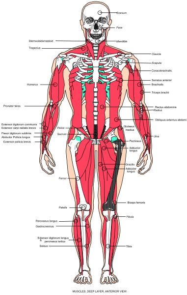 The image shows a detailed anatomical illustration of human skeletal structure with labels indicating different bones and muscles.