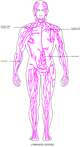 The image shows a detailed anatomical illustration of human muscular system with labels indicating different muscles such as "Lymph C" on one side of torso.