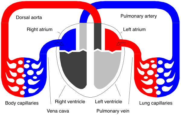 The image shows a diagram of an organ system with labels indicating different parts such as "dorsal aorta," "left atrium," "right ventricle," "body capillaries" in red, and other organs like lungs, heart, kidneys labeled in blue text on the right side.