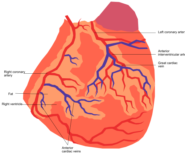 The image shows a diagram of anatomical structures within a heart with labels indicating different parts such as "left atrium," "right ventricle," "coronary artery" among others.