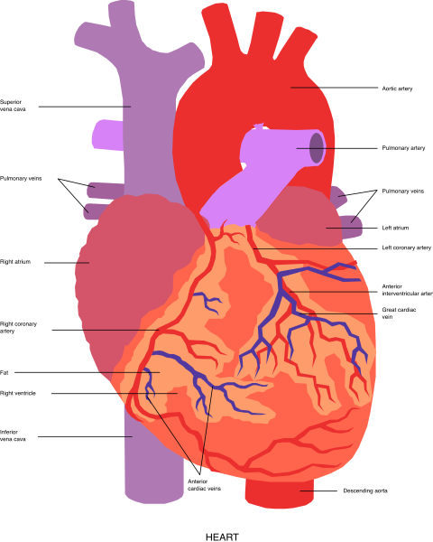 The image shows a stylized illustration of an open human heart with various internal structures visible inside it against a black background.