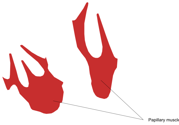 The image shows a diagram of human anatomy with labels indicating muscles such as "papillary muscle" near what appears to be a red-colored area resembling flames on either side.