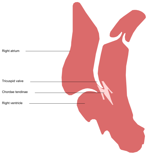 The image shows a diagram of an animal's skeletal structure with labels indicating different parts such as "right auricle," "trochoid process," "tricipital tendon," etc., in English text, against a white background.