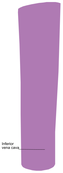 The image shows a purple object with an interior cavity labeled "vena" on its side against a gray background that has been split diagonally by two lines to create four quadrants of equal size.