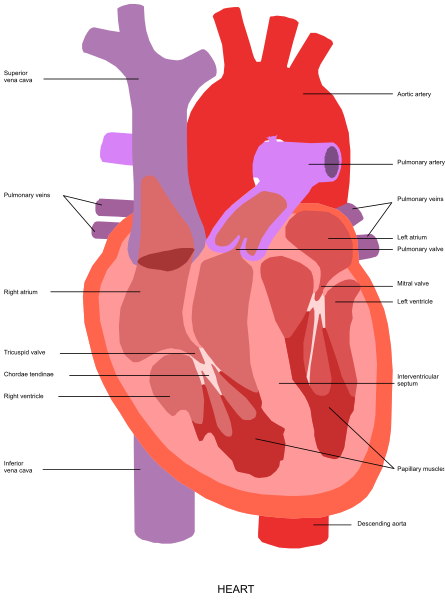 The image shows a diagram of anatomical parts within a heart illustration with labels indicating each part's function.