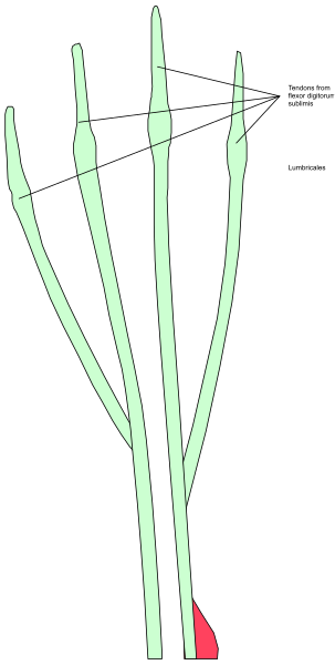 The image shows a diagram of an animal's skeletal structure with labels indicating different parts such as head, neck, spine, ribcage, limbs, etc., set against a white background.