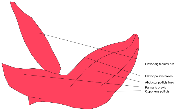 The image shows a red bird with its wings spread out against a white background.