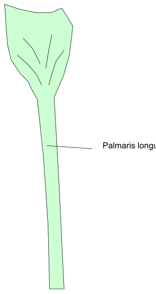 The image shows a diagram of an object with text indicating its location within it: "Palmaris longa."