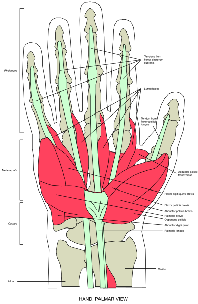 The image shows a diagram of an animal's skeletal system with labels indicating different bones such as "hand," "foot," etc., in various shades of red against a white background.
